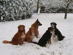 De Honden in de sneeuw